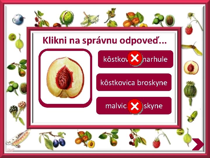 Klikni na správnu odpoveď. . . kôstkovica marhule kôstkovica broskyne malvica broskyne 