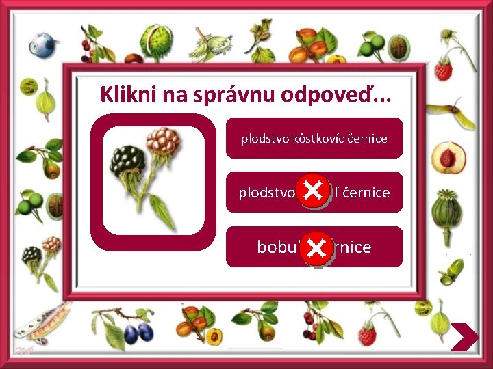 Klikni na správnu odpoveď. . . plodstvo kôstkovíc černice plodstvo bobúľ černice bobule černice