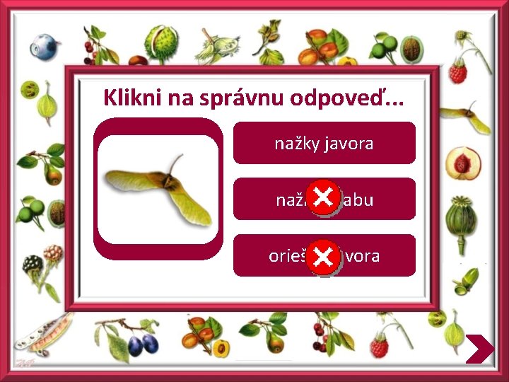 Klikni na správnu odpoveď. . . nažky javora nažky hrabu oriešky javora 