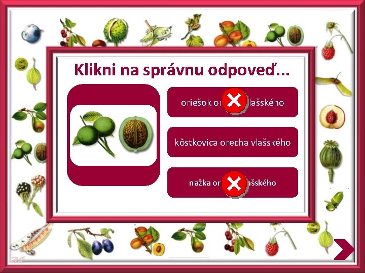 Klikni na správnu odpoveď. . . oriešok orecha vlašského kôstkovica orecha vlašského nažka orecha