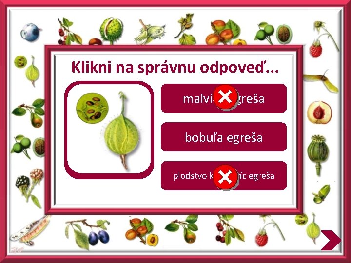 Klikni na správnu odpoveď. . . malvica egreša bobuľa egreša plodstvo kôstkovíc egreša 