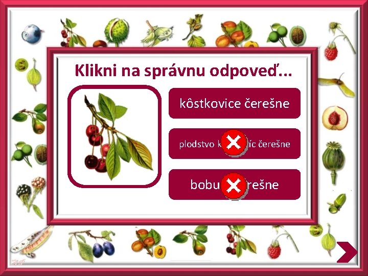 Klikni na správnu odpoveď. . . kôstkovice čerešne plodstvo kôstkovíc čerešne bobule čerešne 