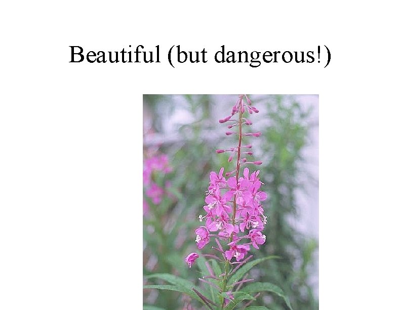 Beautiful (but dangerous!) 