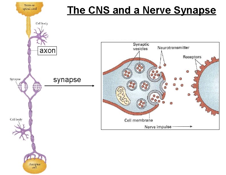 The CNS and a Nerve Synapse axon synapse 