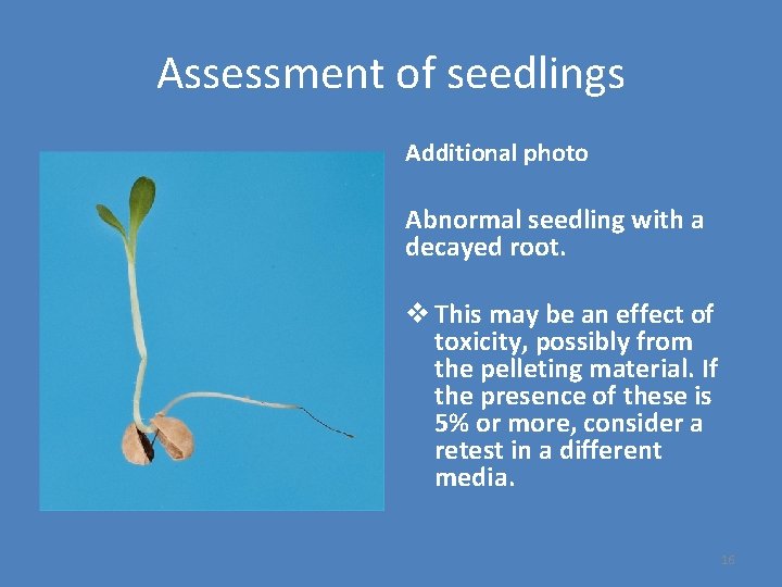 Assessment of seedlings Additional photo Abnormal seedling with a decayed root. v This may