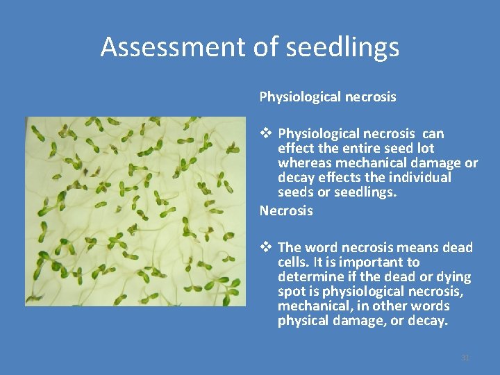 Assessment of seedlings Physiological necrosis v Physiological necrosis can effect the entire seed lot
