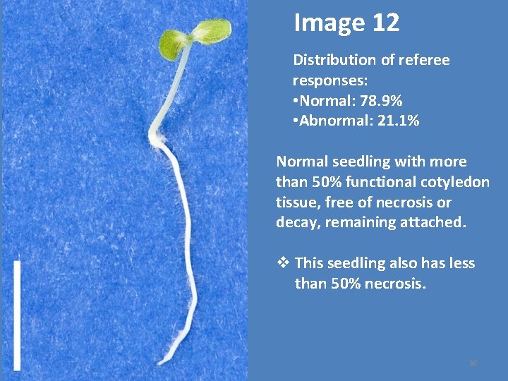 Image 12 Distribution of referee responses: • Normal: 78. 9% • Abnormal: 21. 1%