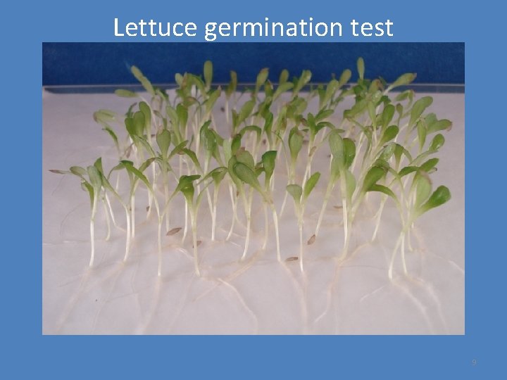 Lettuce germination test 9 