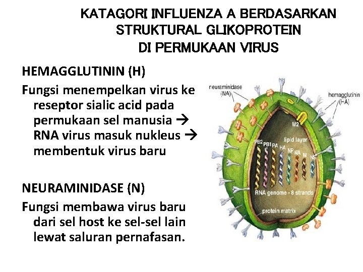 KATAGORI INFLUENZA A BERDASARKAN STRUKTURAL GLIKOPROTEIN DI PERMUKAAN VIRUS HEMAGGLUTININ (H) Fungsi menempelkan virus