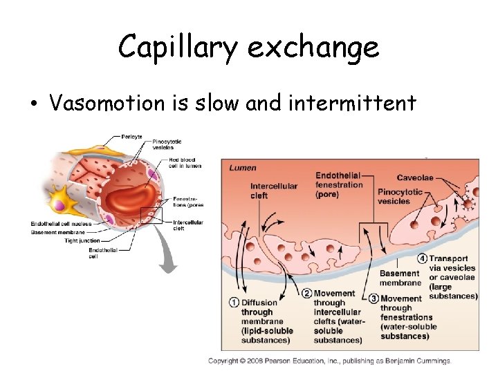 Capillary exchange • Vasomotion is slow and intermittent 