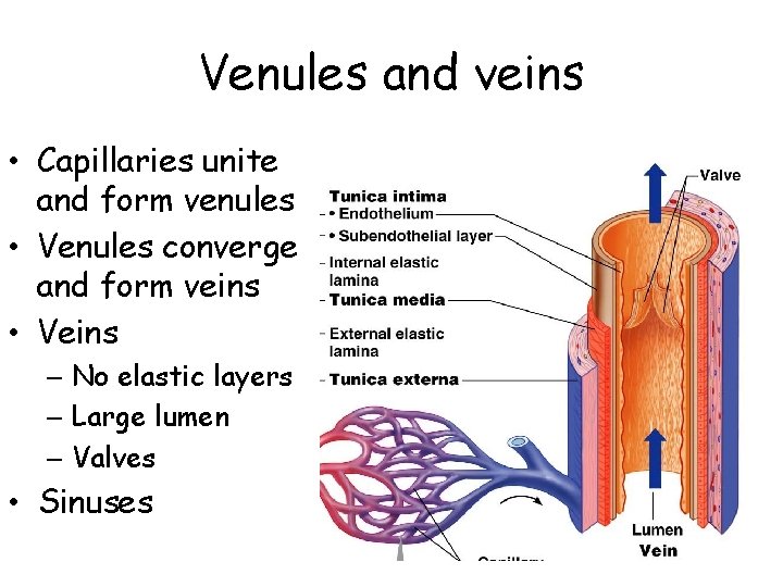 Venules and veins • Capillaries unite and form venules • Venules converge and form