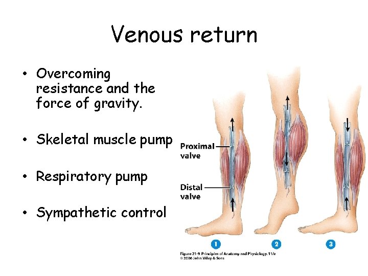 Venous return • Overcoming resistance and the force of gravity. • Skeletal muscle pump