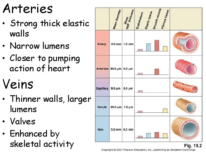 Arteries • Strong thick elastic walls • Narrow lumens • Closer to pumping action