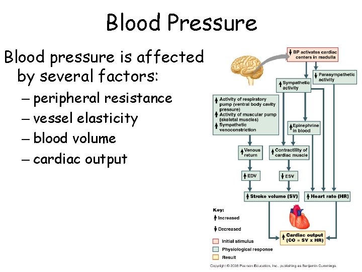 Blood Pressure Blood pressure is affected by several factors: – peripheral resistance – vessel