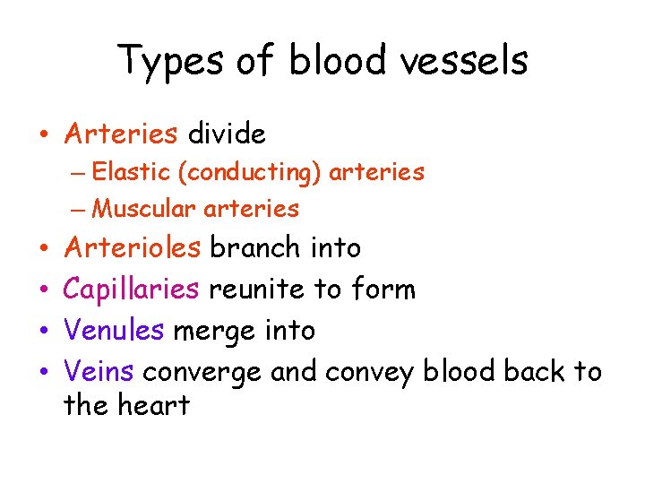 Types of blood vessels • Arteries divide – Elastic (conducting) arteries – Muscular arteries