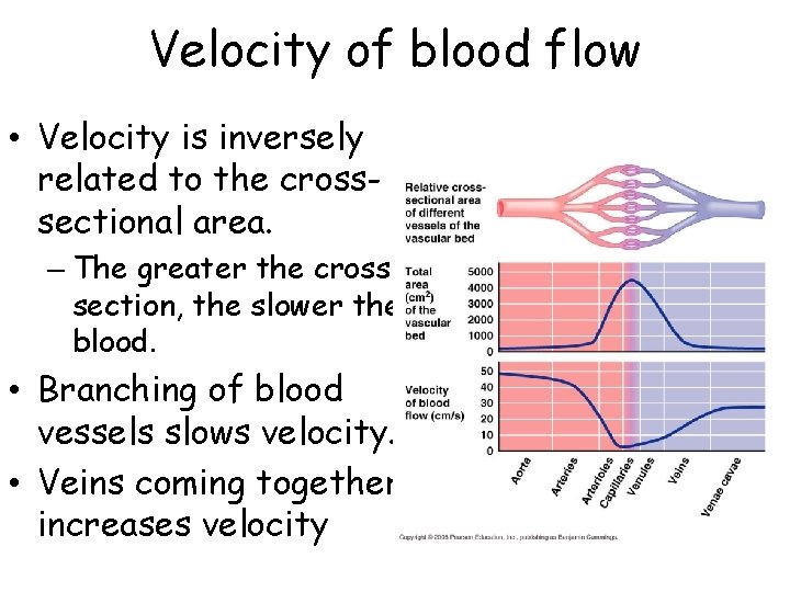 Velocity of blood flow • Velocity is inversely related to the crosssectional area. –