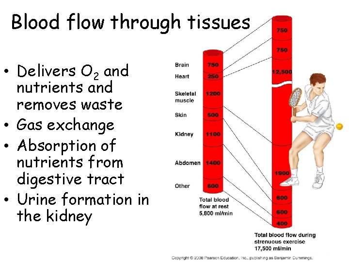 Blood flow through tissues • Delivers O 2 and nutrients and removes waste •