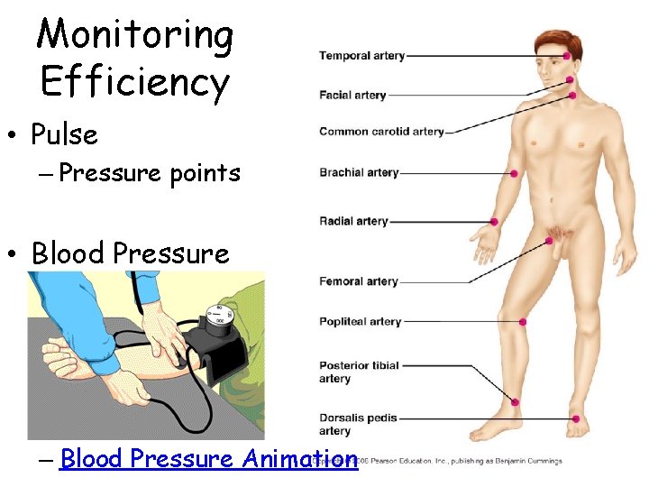Monitoring Efficiency • Pulse – Pressure points • Blood Pressure – Blood Pressure Animation