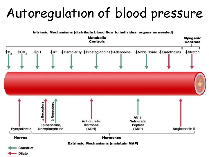 Autoregulation of blood pressure 