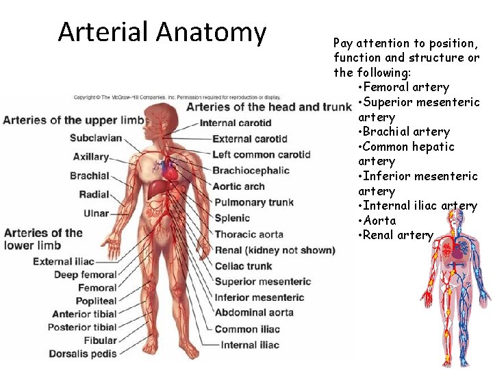 Arterial Anatomy Pay attention to position, function and structure or the following: • Femoral