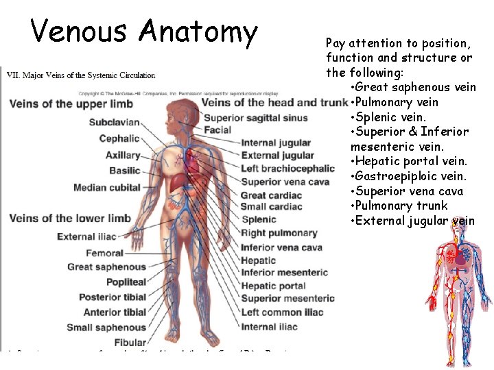 Venous Anatomy Pay attention to position, function and structure or the following: • Great