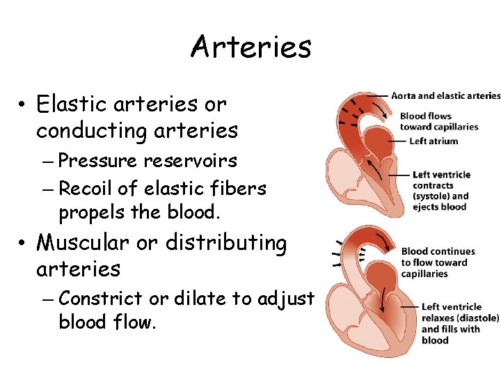 Arteries • Elastic arteries or conducting arteries – Pressure reservoirs – Recoil of elastic