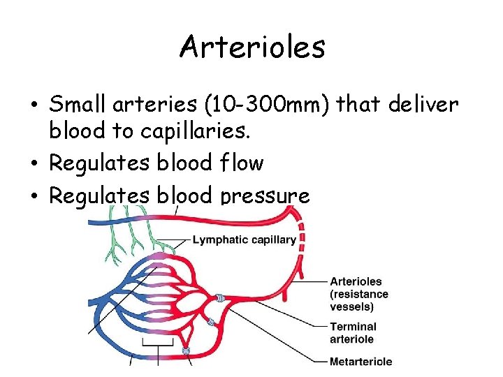 Arterioles • Small arteries (10 -300 mm) that deliver blood to capillaries. • Regulates