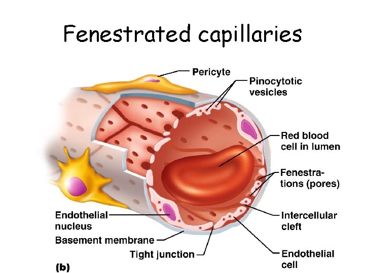 Fenestrated capillaries 