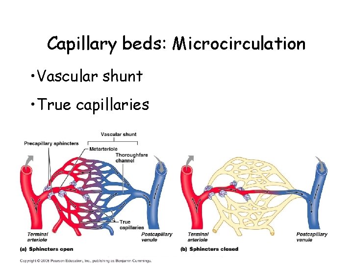 Capillary beds: Microcirculation • Vascular shunt • True capillaries 