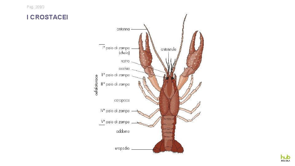 Pag. 209/3 I CROSTACEI 