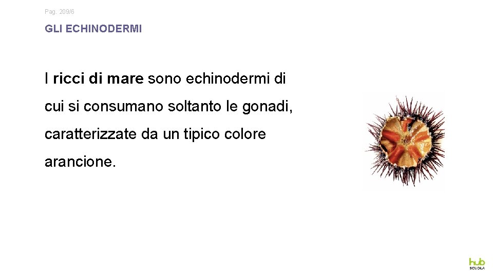 Pag. 209/6 GLI ECHINODERMI I ricci di mare sono echinodermi di cui si consumano