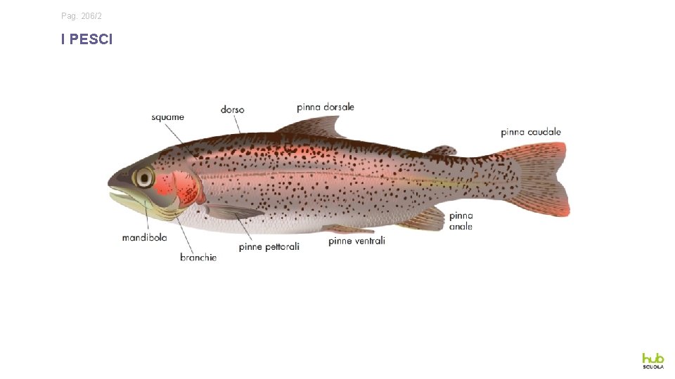 Pag. 206/2 I PESCI 