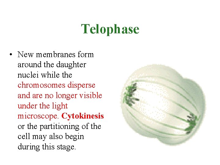 Telophase • New membranes form around the daughter nuclei while the chromosomes disperse and Telophase • New membranes form around the daughter nuclei while the chromosomes disperse and