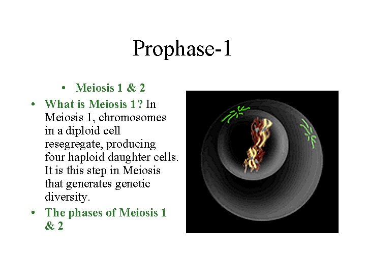 Prophase-1 • Meiosis 1 & 2 • What is Meiosis 1? In Meiosis 1, Prophase-1 • Meiosis 1 & 2 • What is Meiosis 1? In Meiosis 1,