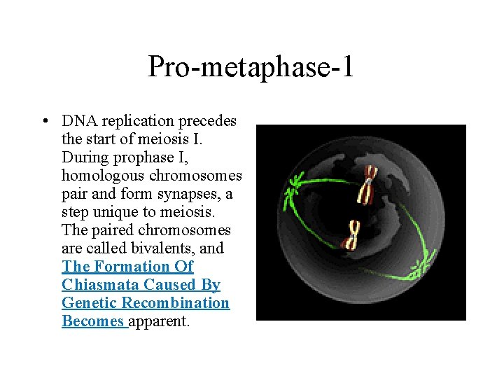 Pro-metaphase-1 • DNA replication precedes the start of meiosis I. During prophase I, homologous Pro-metaphase-1 • DNA replication precedes the start of meiosis I. During prophase I, homologous