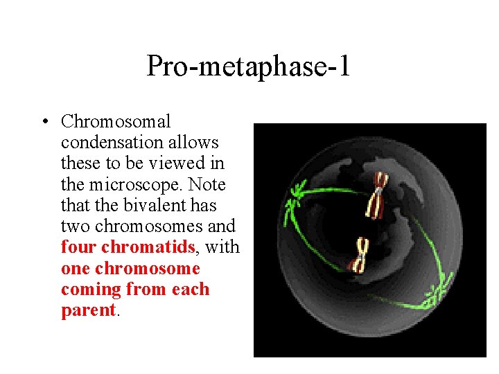 Pro-metaphase-1 • Chromosomal condensation allows these to be viewed in the microscope. Note that Pro-metaphase-1 • Chromosomal condensation allows these to be viewed in the microscope. Note that