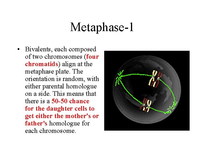 Metaphase-1 • Bivalents, each composed of two chromosomes (four chromatids) align at the metaphase Metaphase-1 • Bivalents, each composed of two chromosomes (four chromatids) align at the metaphase