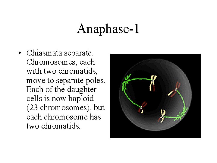 Anaphase-1 • Chiasmata separate. Chromosomes, each with two chromatids, move to separate poles. Each Anaphase-1 • Chiasmata separate. Chromosomes, each with two chromatids, move to separate poles. Each
