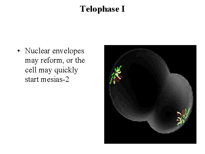 Telophase I • Nuclear envelopes may reform, or the cell may quickly start mesias-2 Telophase I • Nuclear envelopes may reform, or the cell may quickly start mesias-2