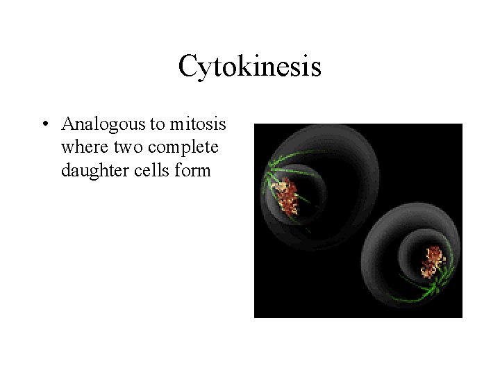 Cytokinesis • Analogous to mitosis where two complete daughter cells form Cytokinesis • Analogous to mitosis where two complete daughter cells form