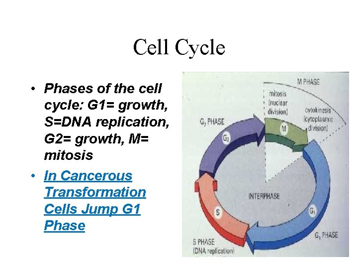 Cell Cycle • Phases of the cell cycle: G 1= growth, S=DNA replication, G Cell Cycle • Phases of the cell cycle: G 1= growth, S=DNA replication, G
