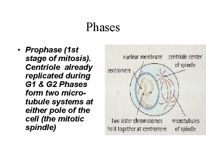Phases • Prophase (1 st stage of mitosis). Centriole already replicated during G 1 Phases • Prophase (1 st stage of mitosis). Centriole already replicated during G 1