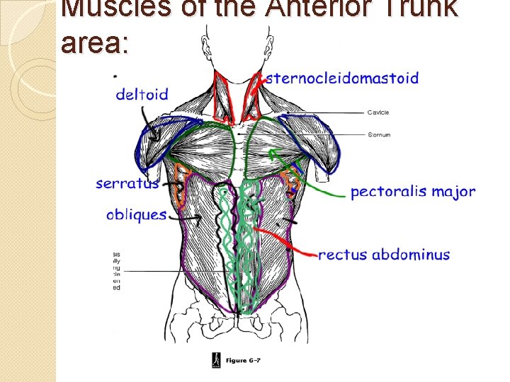 Muscles of the Anterior Trunk area: 