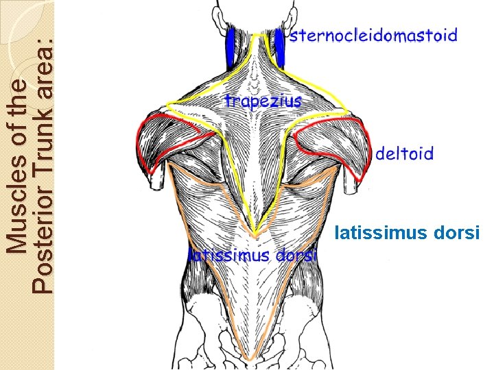 Muscles of the Posterior Trunk area: latissimus dorsi 