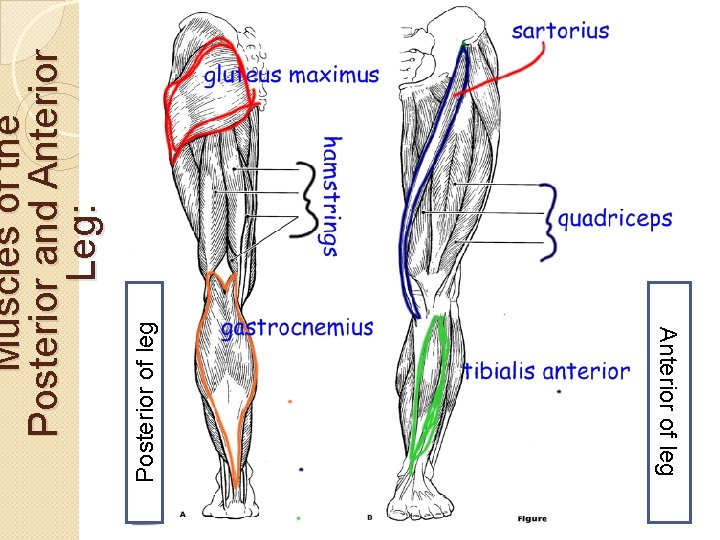 Posterior of leg Muscles of the Posterior and Anterior Leg: Anterior of leg 