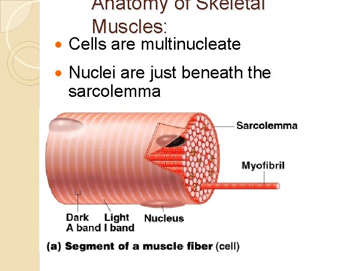 Anatomy of Skeletal Muscles: · Cells are multinucleate · Nuclei are just beneath the