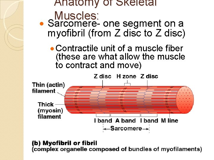 Anatomy of Skeletal Muscles: · Sarcomere- one segment on a myofibril (from Z disc