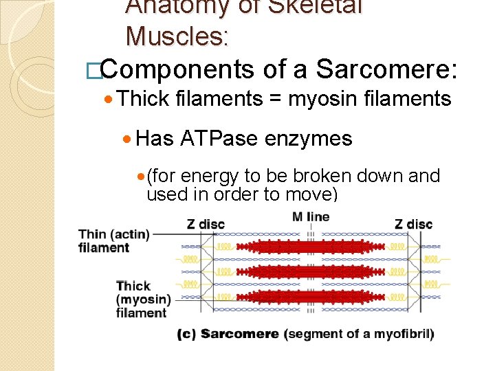 Anatomy of Skeletal Muscles: �Components of a Sarcomere: · Thick filaments = myosin filaments