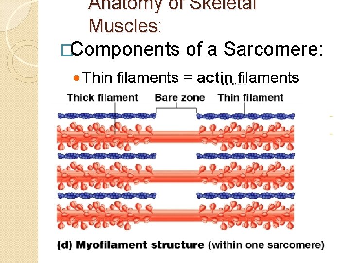 Anatomy of Skeletal Muscles: �Components of a Sarcomere: · Thin filaments = actin filaments