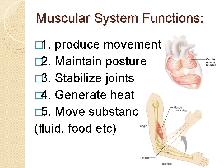 Muscular System Functions: � 1. produce movement � 2. Maintain posture � 3. Stabilize